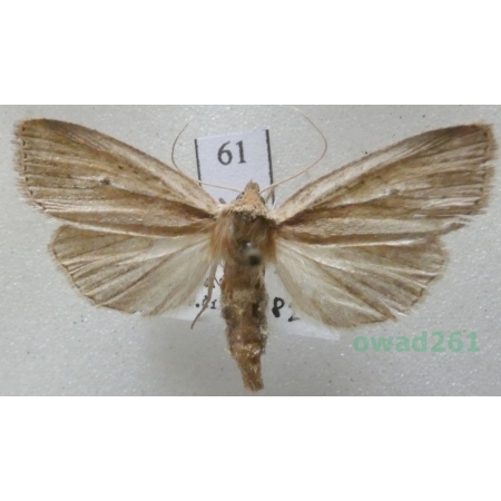 Archanara dissoluta (Treitschke, 1825) Czech61